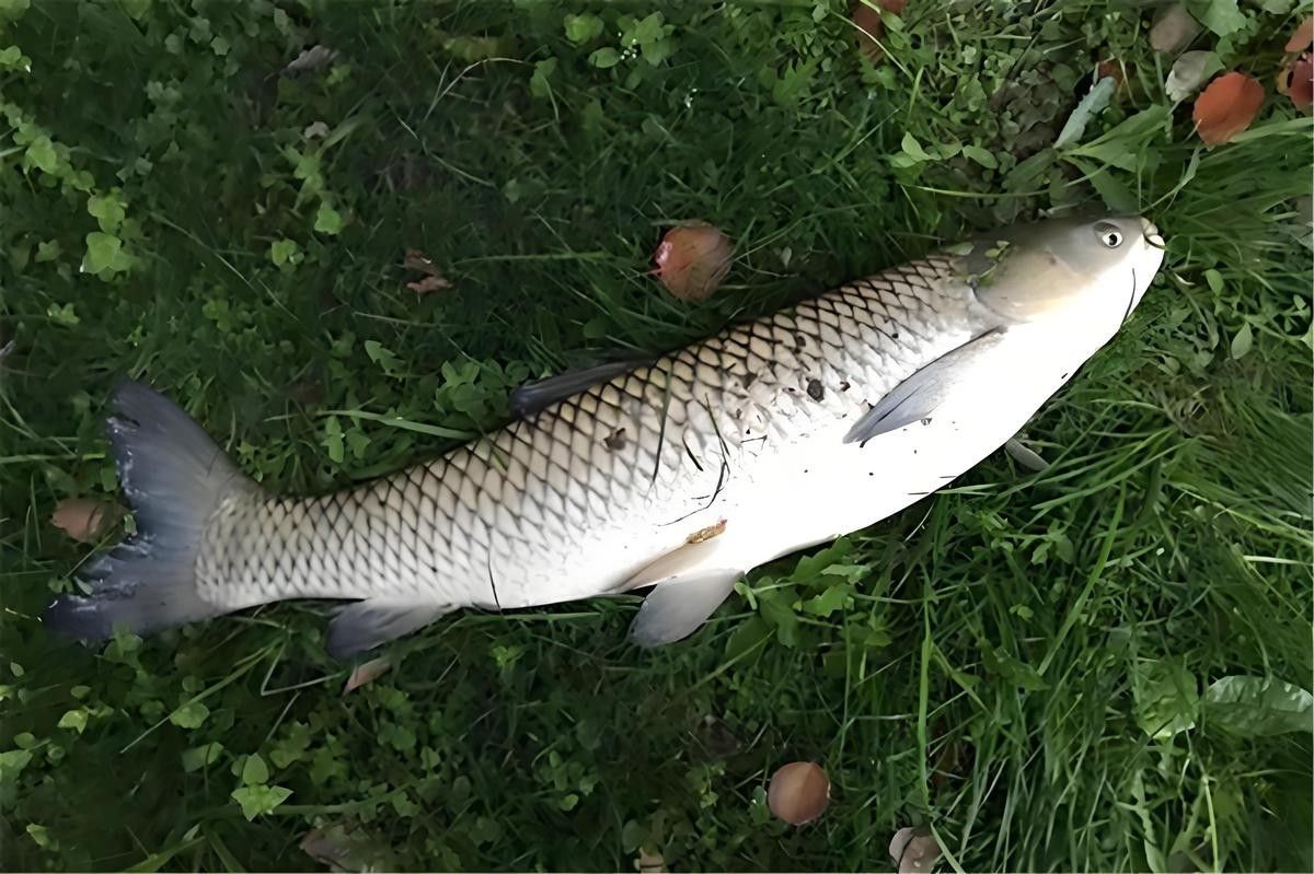 飛蠅假餌的釣魚效果（路亞人自制飛蠅假餌詳細解說教程分享）