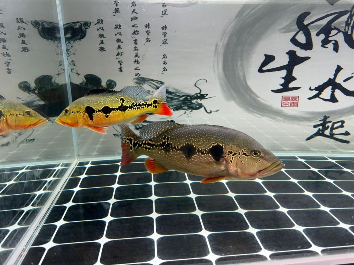 新近一Fogo（關(guān)于“新近一fogo”的通用摘要） 新近一Fogo（關(guān)于“新近一fogo”的通用摘要） 龍魚論壇