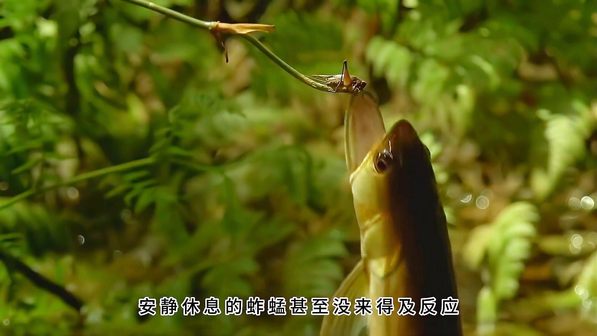 龍魚捕食時(shí)有哪些捕食技巧？（帝龍漁業(yè)|龍魚喂食指南:龍魚捕食技巧）