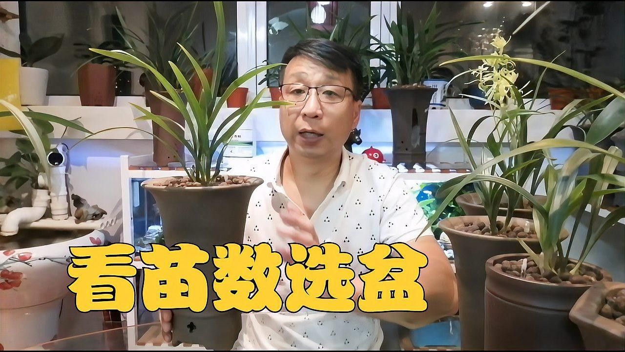 紅龍字蘭花需要多大的花盆（紅龍字蘭花的養護方法）