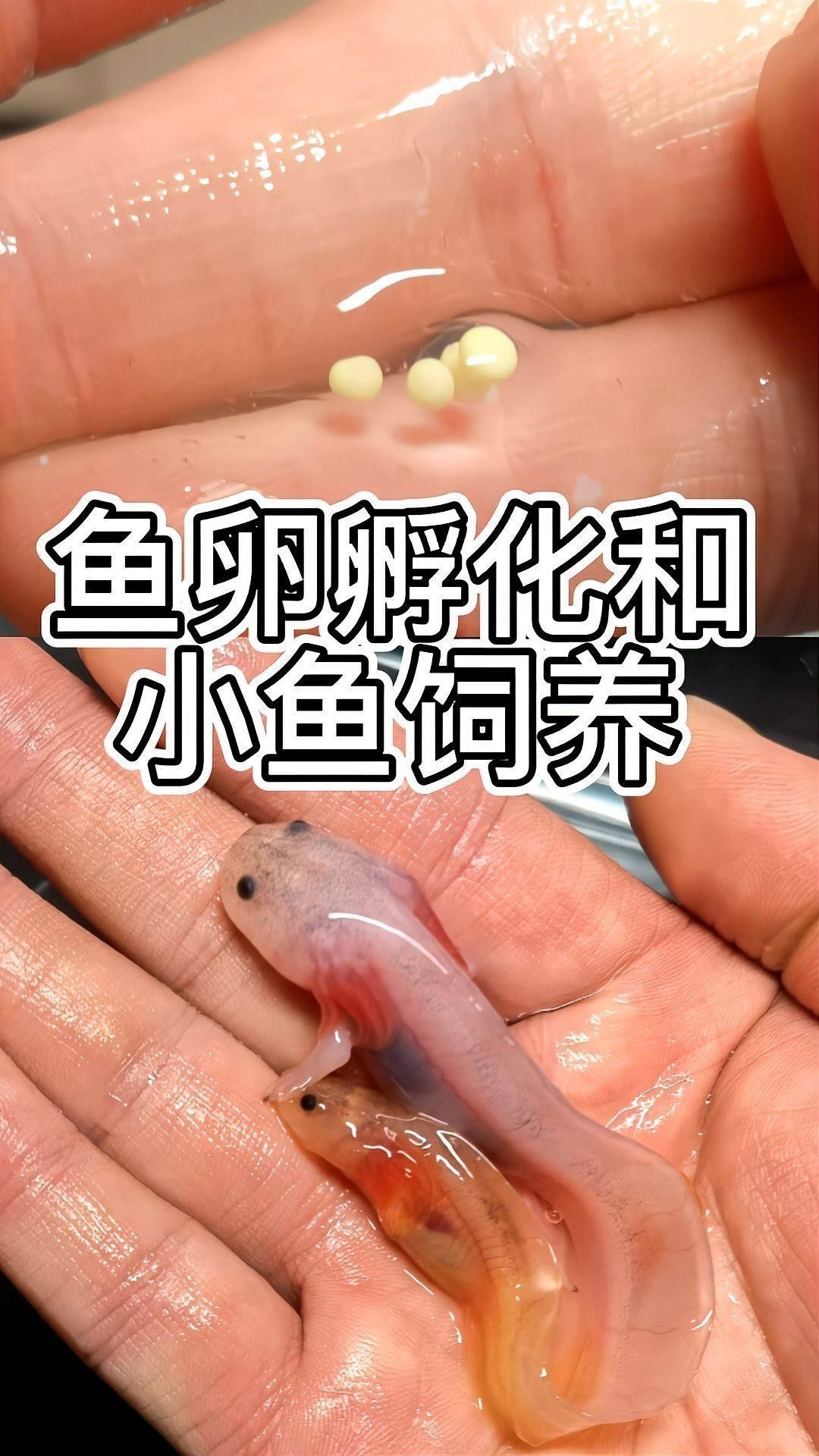 六角恐龍魚繁殖后如何照顧幼仔（六角恐龍魚繁殖后如何照顧幼仔的健康成長）