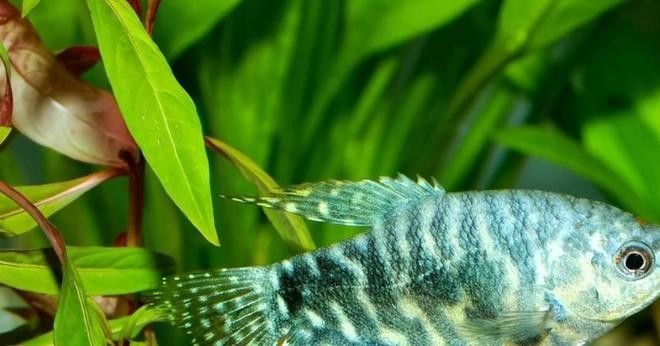 藍龍魚適合新手養殖嗎（新手養殖藍曼龍魚的技巧）