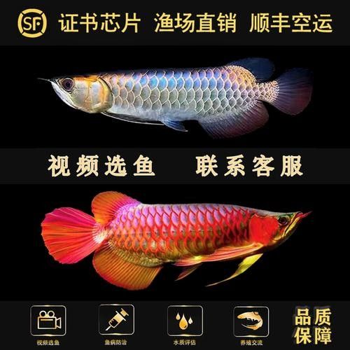 給我幾張極品紅龍魚的圖片（幾張極品紅龍魚的圖片） 給我幾張極品紅龍魚的圖片（幾張極品紅龍魚的圖片） 龍魚百科 第40張