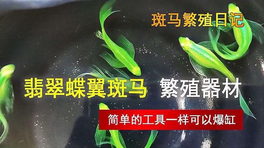繁殖缸中需要哪些設備？（南美短鯛繁殖缸繁殖缸設置及選型建議）