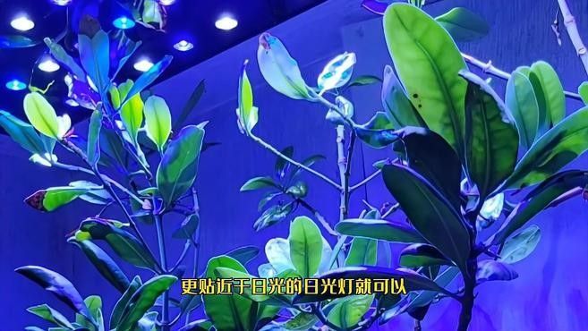 繁殖缸中需要哪些設備？（南美短鯛繁殖缸繁殖缸設置及選型建議）