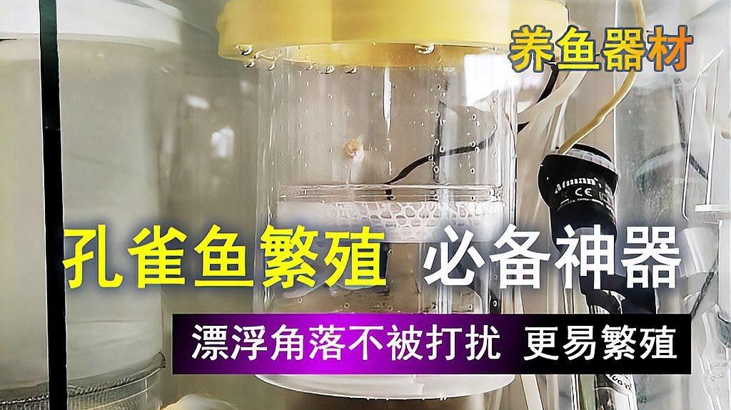繁殖缸中需要哪些設備？（南美短鯛繁殖缸繁殖缸設置及選型建議）