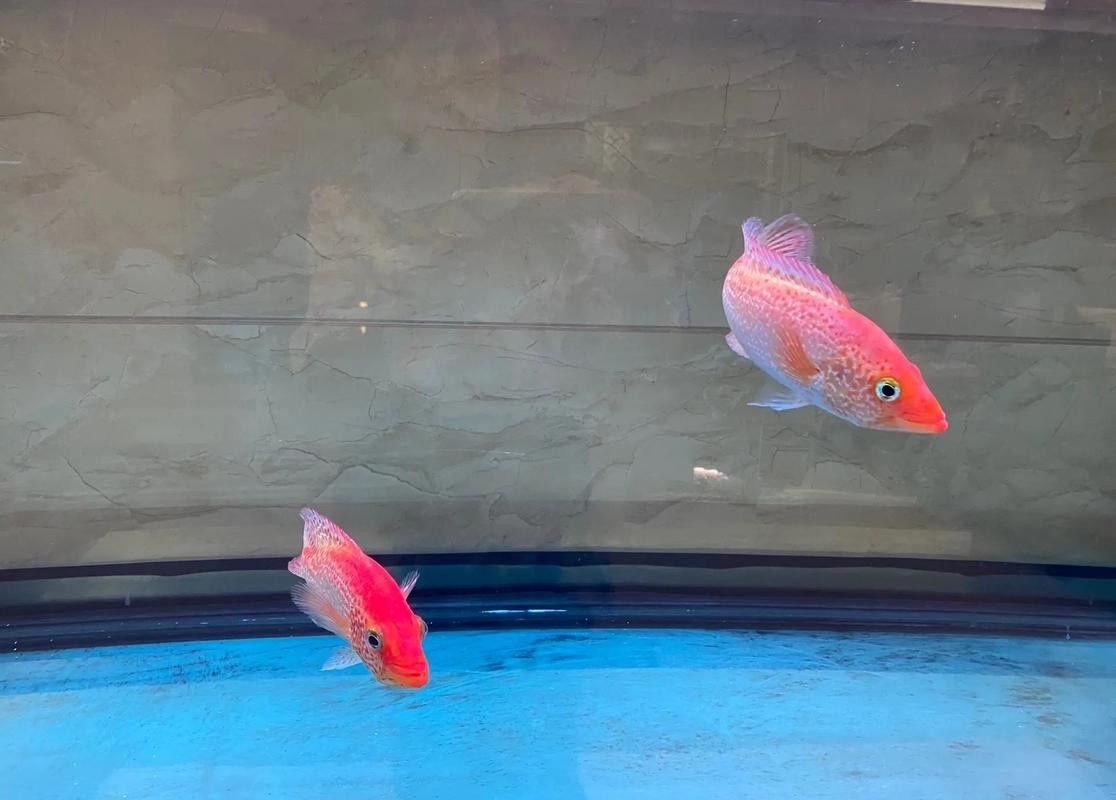 如何選擇性格溫順的紅老虎魚？（性格溫順的紅老虎魚怎么養養虎皮魚這3點細節做到位）