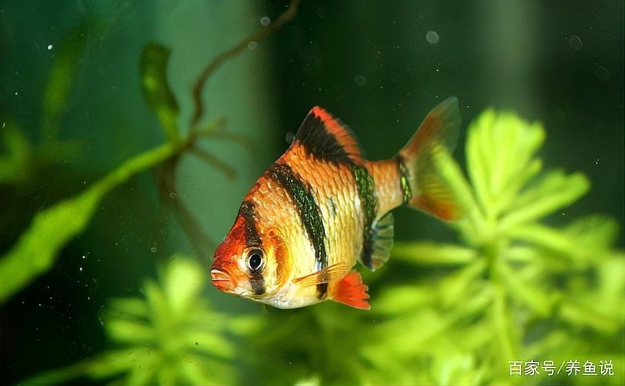 如何選擇性格溫順的紅老虎魚？（性格溫順的紅老虎魚怎么養養虎皮魚這3點細節做到位）