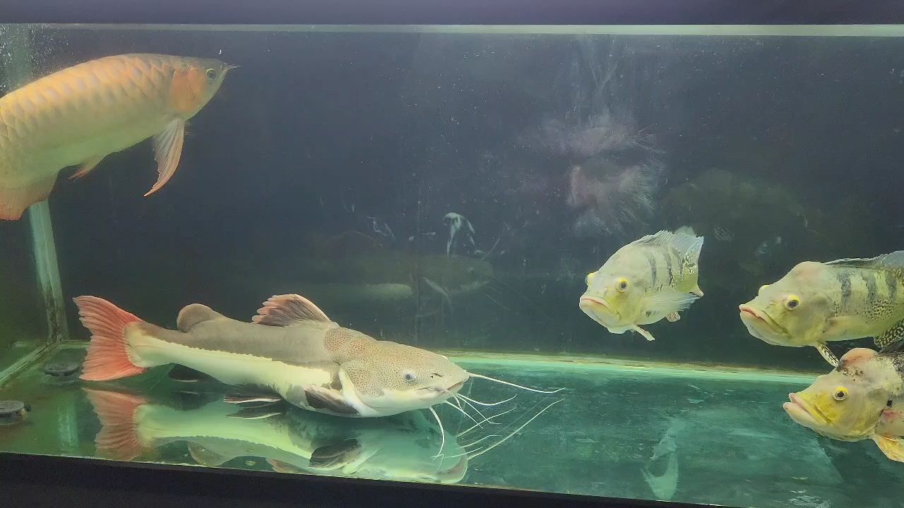 魚缸過濾器選購指南:自制魚缸過濾器魚缸上置過濾器對于養(yǎng)魚愛好者的必備知識 日常記錄(日常記錄的必要性與實踐) 龍魚論壇 日常記錄(日常記錄的必要性與實踐) 日常記錄(日常記錄的必要性與實踐) 龍魚論壇