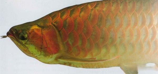 金龍魚(yú)掉眼手術(shù)的費(fèi)用大概是多少（龍魚(yú)掉眼手術(shù)的費(fèi)用）