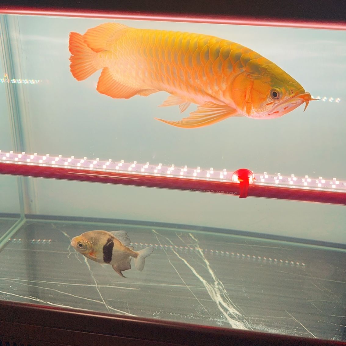 養了4年的龍魚，大神們幫我看看（養了4年的龍魚，大神們幫我看看，本文旨在探討和分享個人養龍魚的經驗與心得） 養了4年的龍魚，大神們幫我看看（養了4年的龍魚，大神們幫我看看，本文旨在探討和分享個人養龍魚的經驗與心得） 龍魚論壇 第1張