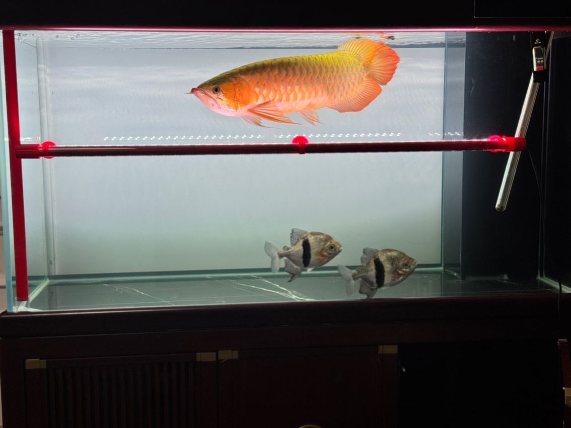 養了4年的龍魚，大神們幫我看看（養了4年的龍魚，大神們幫我看看，本文旨在探討和分享個人養龍魚的經驗與心得） 養了4年的龍魚，大神們幫我看看（養了4年的龍魚，大神們幫我看看，本文旨在探討和分享個人養龍魚的經驗與心得） 龍魚論壇 第2張