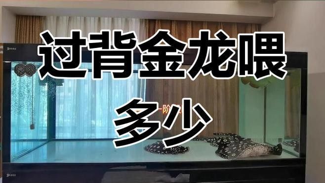 龍魚缸養(yǎng)魟魚需要注意什么（魚缸養(yǎng)魟魚需要注意的要點(diǎn)） 龍魚缸養(yǎng)魟魚需要注意什么（魚缸養(yǎng)魟魚需要注意的要點(diǎn)） 龍魚百科 第8張