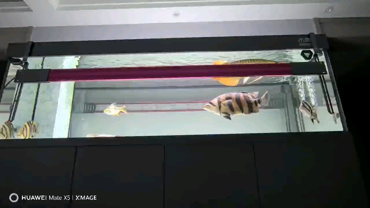 話事虎??已入缸，希望龍虎兩族之間紛爭就此結束，大家相安無事、和氣生財、一切順利！（_小金龍評論：話事虎已入缸，希望龍虎兩族之間紛爭就此結束） 話事虎??已入缸，希望龍虎兩族之間紛爭就此結束，大家相安無事、和氣生財、一切順利！（_小金龍評論：話事虎已入缸，希望龍虎兩族之間紛爭就此結束） 龍魚論壇