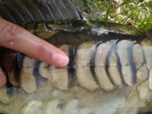 如何判斷龍魚(yú)的具體年齡（如何判斷魚(yú)的年齡）