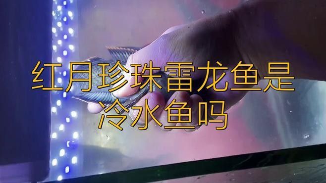 斑馬狗頭和雷龍魚哪個更耐寒？（斑馬狗頭和雷龍魚哪個更兇猛？）
