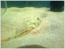 斑馬狗頭和雷龍魚哪個更耐寒？（斑馬狗頭和雷龍魚哪個更兇猛？）