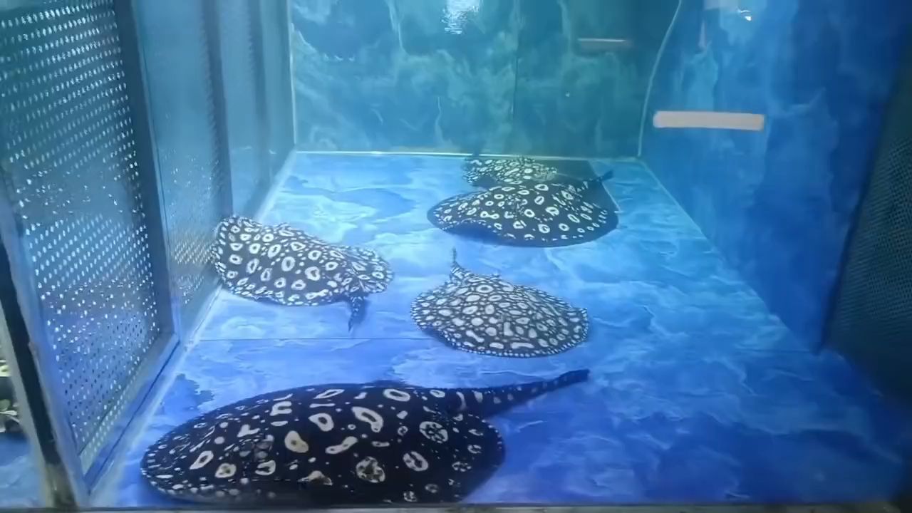 假日快樂（假日快樂，）