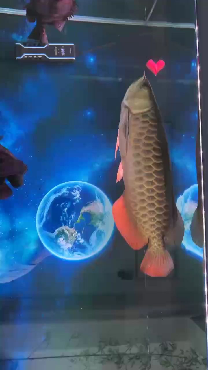 大家看看怎么樣？（人工智能與機(jī)器人的融合）