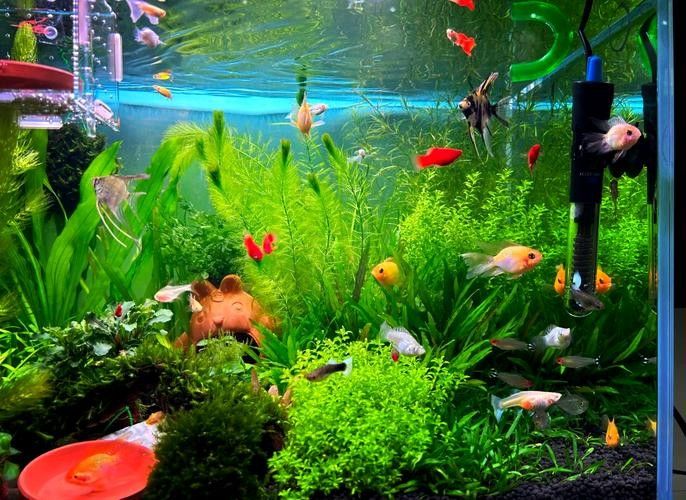 能再推薦幾種混養魚嗎（養魚是一種將兩種或多種魚類混合飼養的養殖方式，可以增加水質） 能再推薦幾種混養魚嗎（養魚是一種將兩種或多種魚類混合飼養的養殖方式，可以增加水質） 龍魚百科 第14張