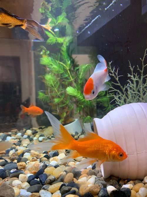 能再推薦幾種混養魚嗎（養魚是一種將兩種或多種魚類混合飼養的養殖方式，可以增加水質） 能再推薦幾種混養魚嗎（養魚是一種將兩種或多種魚類混合飼養的養殖方式，可以增加水質） 龍魚百科 第13張