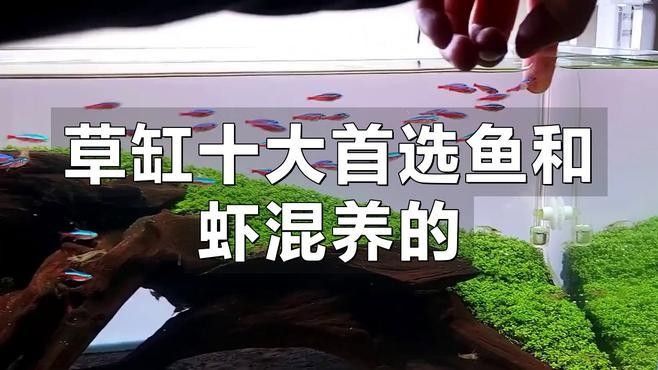 能再推薦幾種混養魚嗎（養魚是一種將兩種或多種魚類混合飼養的養殖方式，可以增加水質） 能再推薦幾種混養魚嗎（養魚是一種將兩種或多種魚類混合飼養的養殖方式，可以增加水質） 龍魚百科 第15張