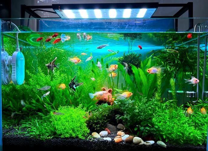 能再推薦幾種混養魚嗎（養魚是一種將兩種或多種魚類混合飼養的養殖方式，可以增加水質） 能再推薦幾種混養魚嗎（養魚是一種將兩種或多種魚類混合飼養的養殖方式，可以增加水質） 龍魚百科 第12張