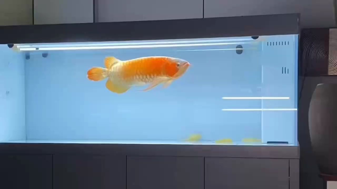 魚(yú)缸用增氧泵價(jià)格是多少:魚(yú)缸增氧機(jī)-xtrac增氧機(jī)-xtrac增氧機(jī) 漂亮(steben_joe評(píng)論:“漂亮”在現(xiàn)代社會(huì)的重要性) 龍魚(yú)論壇 漂亮(steben_joe評(píng)論:“漂亮”在現(xiàn)代社會(huì)的重要性) 漂亮(steben_joe評(píng)論:“漂亮”在現(xiàn)代社會(huì)的重要性) 龍魚(yú)論壇