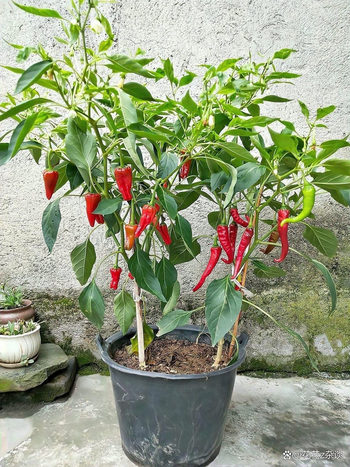 紅龍辣椒需要多大的花盆（紅龍辣椒用多大的盆別再瞎選）