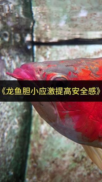 如何正確使用龍魚黑水素（龍魚黑水素使用方法）