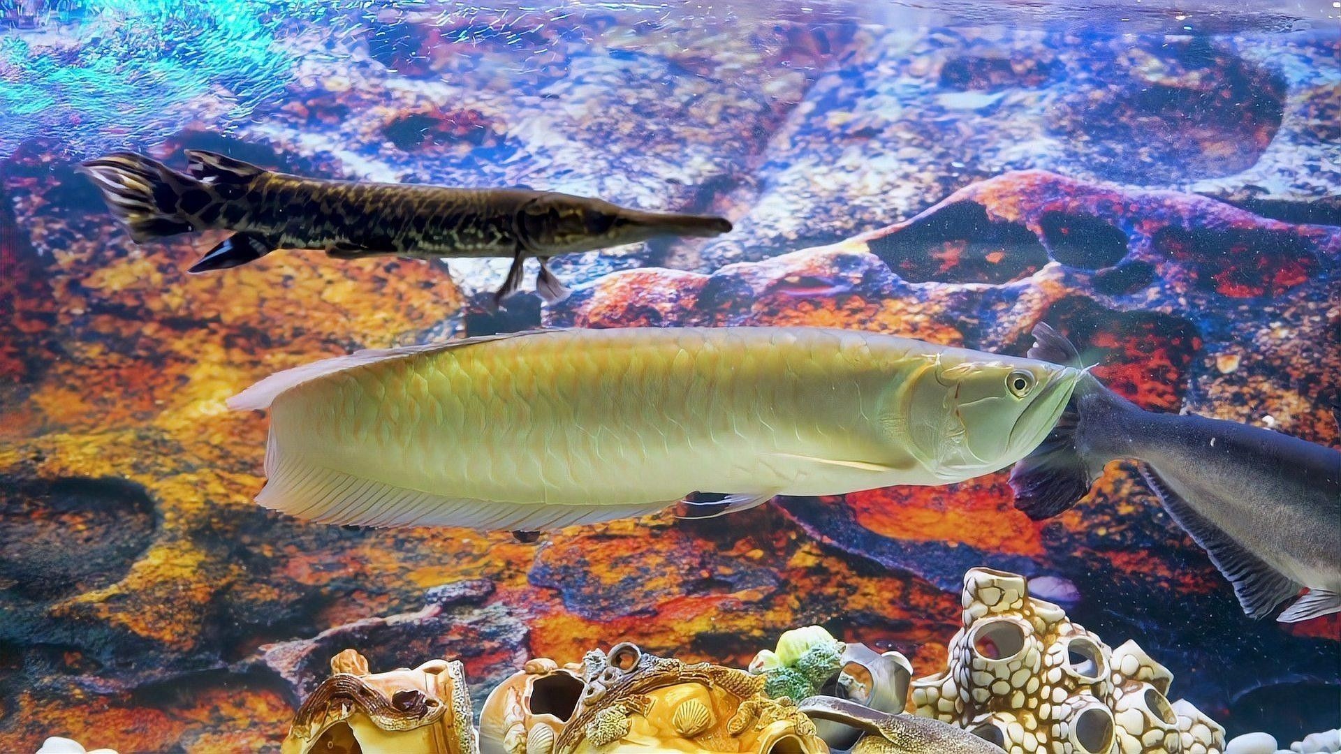 龍魚呆在水面不游動(dòng)，需要停食多久（龍魚為何會(huì)停留在水面不游動(dòng)？）