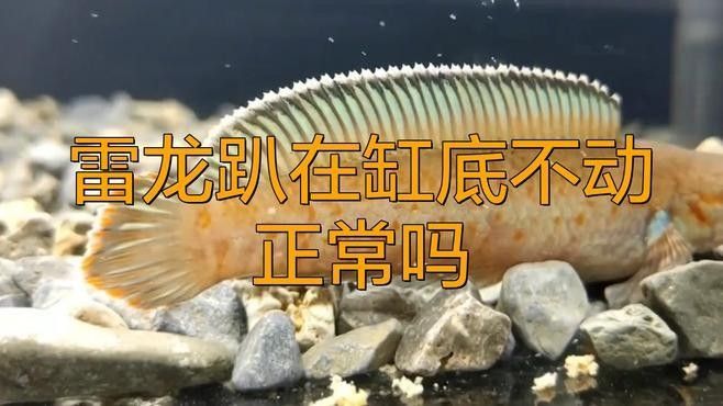 七彩雷龍魚趴缸會自愈嗎？（七彩雷龍魚是否能自愈）