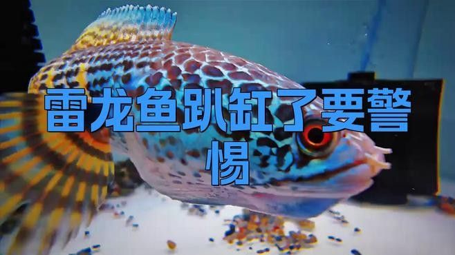 七彩雷龍魚趴缸會自愈嗎？（七彩雷龍魚是否能自愈）
