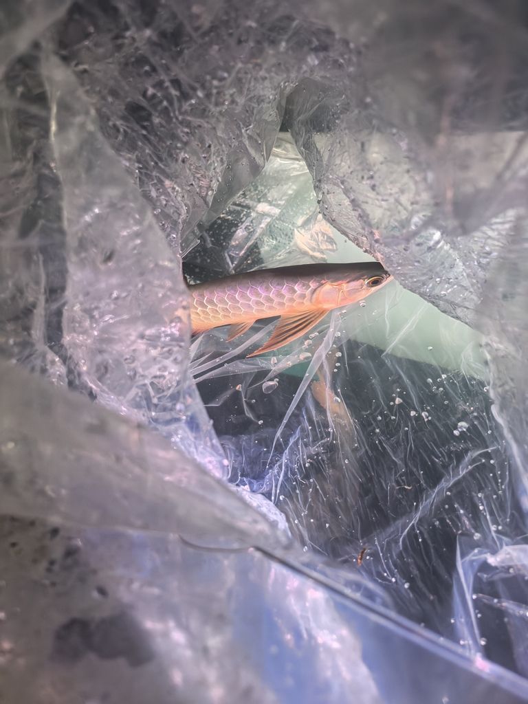 三巴旺古典進(jìn)缸留念