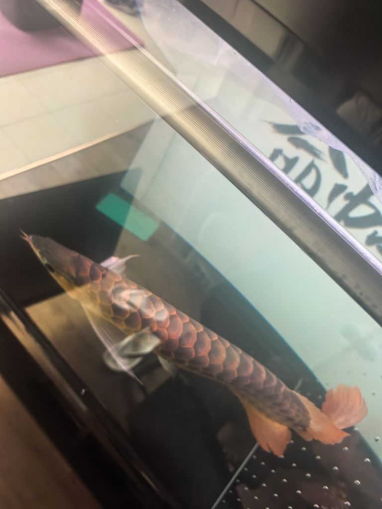三巴旺古典進(jìn)缸留念