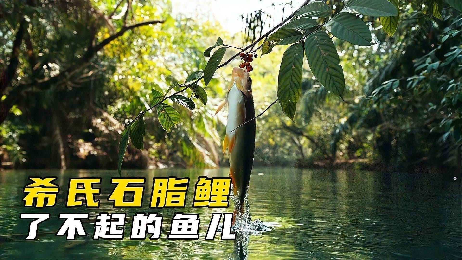一條金龍魚的價格是多少錢人民幣抖音、一條金龍魚多少錢，一條金龍多少錢 一條金龍魚的價格是多少錢人民幣抖音、一條金龍魚多少錢，一條金龍多少錢 觀賞魚百科 第1張