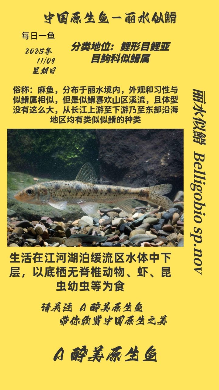 麗水似?（麗水似?的生態(tài)習(xí)性以及保護(hù)現(xiàn)狀）