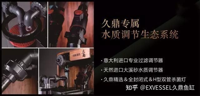 給我推薦一款久鼎龍魚缸（久鼎龍魚缸推薦及特點(diǎn)）