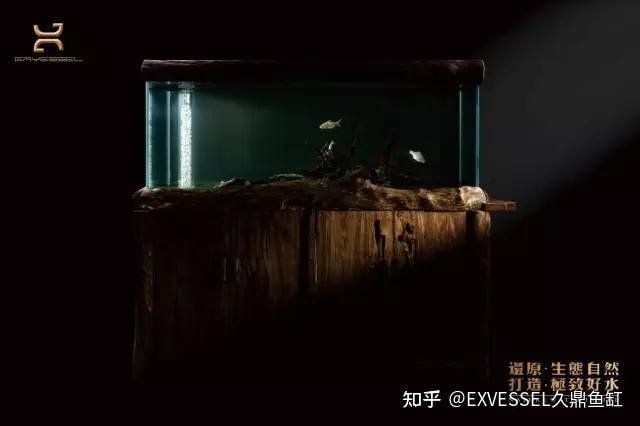 給我推薦一款久鼎龍魚缸（久鼎龍魚缸推薦及特點(diǎn)）
