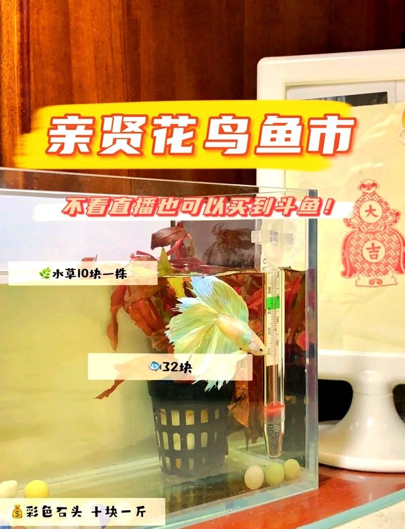 給我推薦幾家太原的龍魚養(yǎng)殖場（太原龍魚養(yǎng)殖場哪個最好）