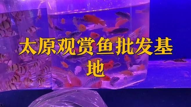 給我推薦幾家太原的龍魚養(yǎng)殖場（太原龍魚養(yǎng)殖場哪個最好）