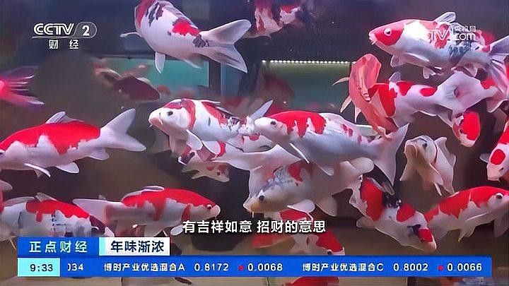 給我推薦幾家太原的龍魚養(yǎng)殖場（太原龍魚養(yǎng)殖場哪個最好）