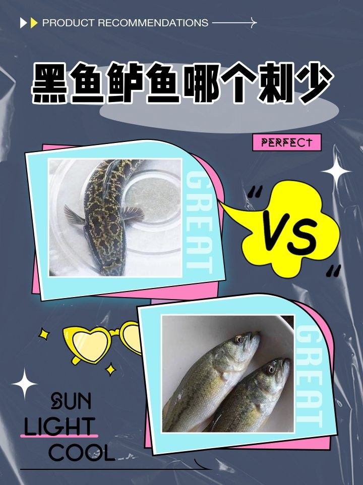 黑魚和鱸魚哪個刺更少（黑魚和鱸魚哪個刺少）