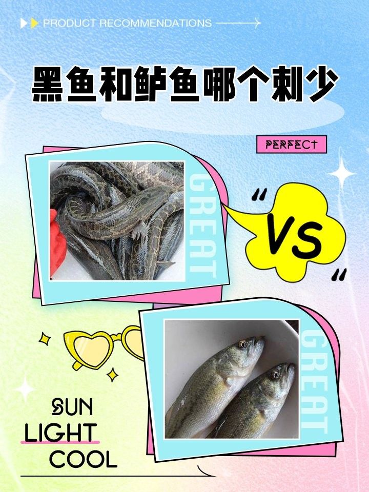 黑魚和鱸魚哪個刺更少（黑魚和鱸魚哪個刺少）