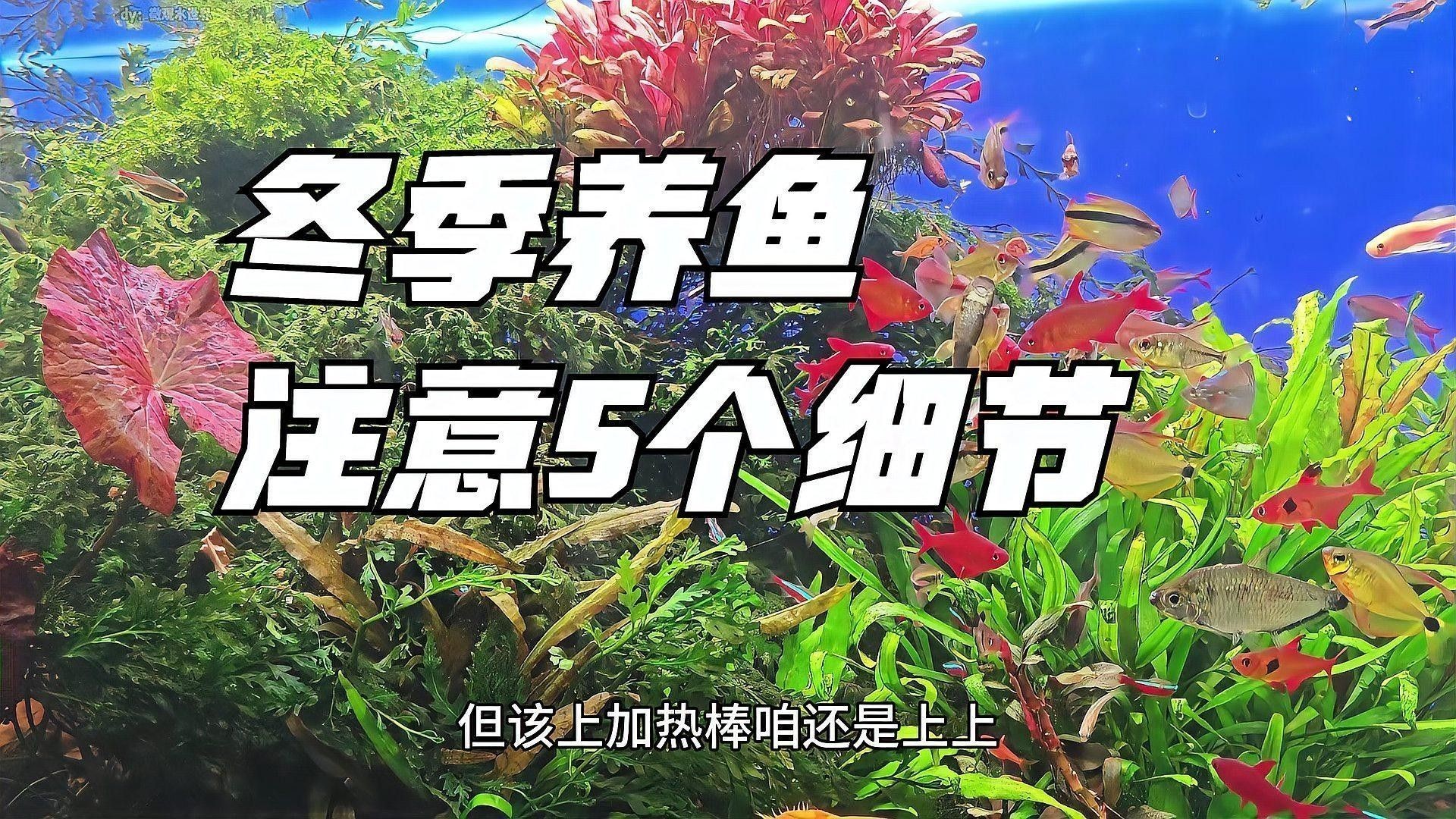 冬天魚缸加溫需要多久（冬天魚缸加溫需要多久，冬季魚缸加溫需要多少度合適）