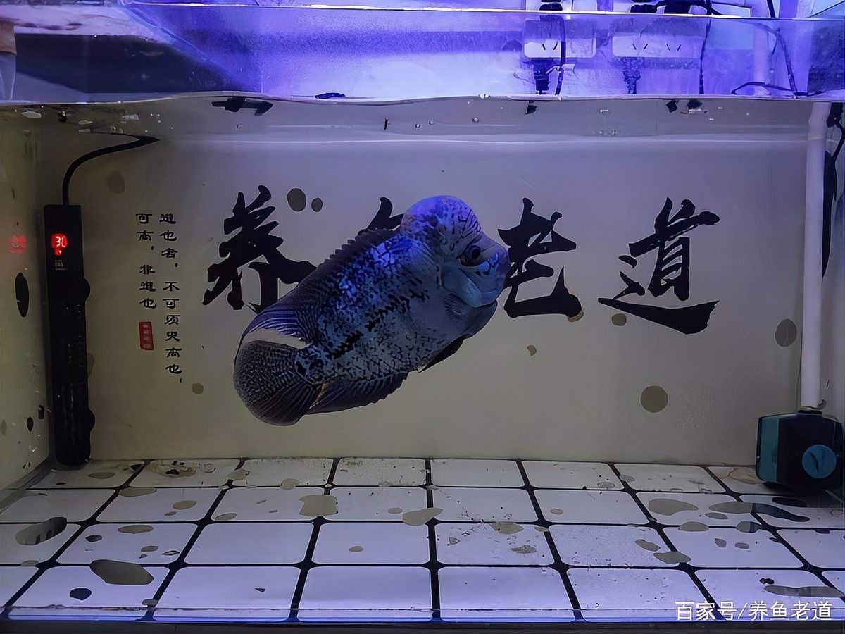 冬天魚缸加溫需要多久（冬天魚缸加溫需要多久，冬季魚缸加溫需要多少度合適）