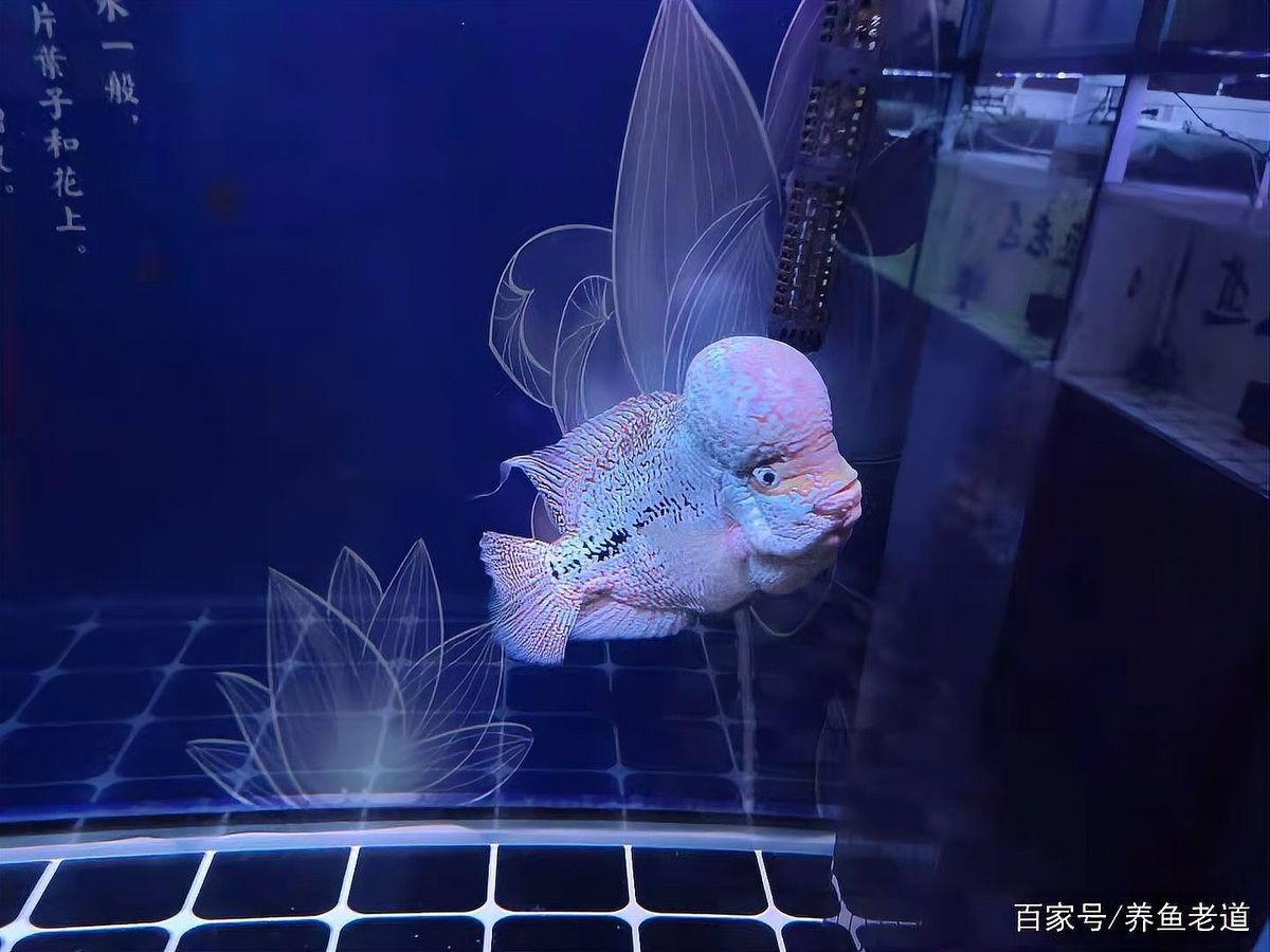 冬天魚缸加溫需要多久（冬天魚缸加溫需要多久，冬季魚缸加溫需要多少度合適）