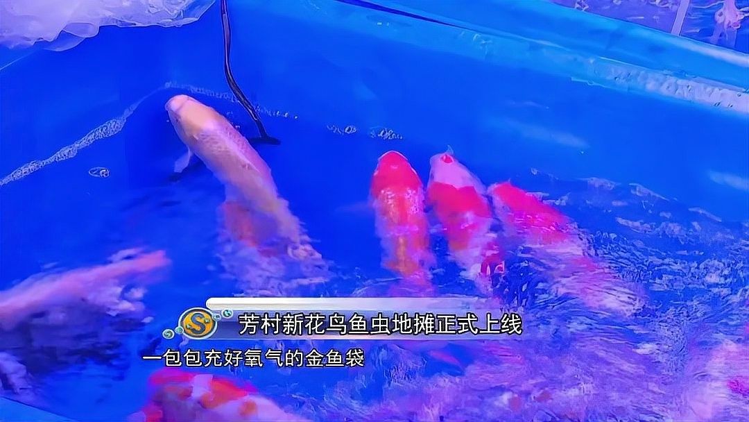 荔灣區(qū)百藝城觀賞魚市場的營業(yè)時間是