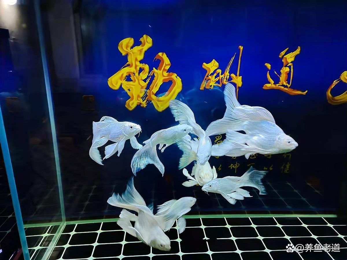 金龍魚珠鱗反垢后如何恢復（金龍魚珠鱗反垢后恢復方法） 金龍魚珠鱗反垢后如何恢復（金龍魚珠鱗反垢后恢復方法） 龍魚百科 第4張