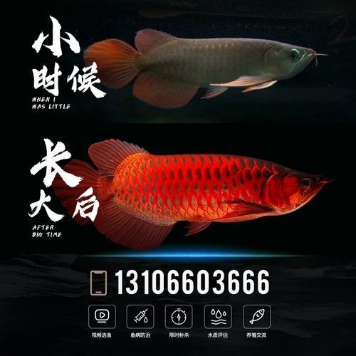 龍魚批發價格一般是多少 龍魚批發價格一般是多少 龍魚百科 第10張